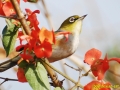 bird_ 0003