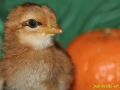 chick_ 0005