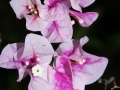 flower_ 0014
