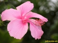 flower_ 0005
