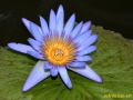 flower_ 0072