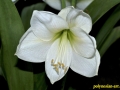flower_ 0094