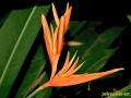 flower_ 0073