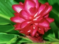 flower_ 0003
