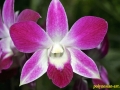 flower_ 0037