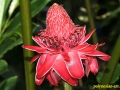 flower_ 0018