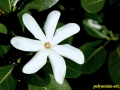 flower_ 0063