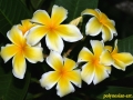 flower_ 0012